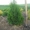   Хвойни декоративные деревя и кусты для  озеленения #63950