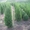   Хвойни декоративные деревя и кусты для  озеленения - <ro>Изображение</ro><ru>Изображение</ru> #3, <ru>Объявление</ru> #63950