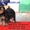 Элитные щеночки йоркширского терьера экстра-мини - <ro>Изображение</ro><ru>Изображение</ru> #2, <ru>Объявление</ru> #324121