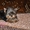 Эксклюзивные щеночки йоркширского терьера - <ro>Изображение</ro><ru>Изображение</ru> #2, <ru>Объявление</ru> #565672