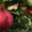 Оптом яблоки от польского производителя #972833