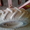 Зерновая сеялка Kverneland Accord, 6 метров, Б/У, 2008 года выпуска - <ro>Изображение</ro><ru>Изображение</ru> #3, <ru>Объявление</ru> #1244513
