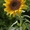 Пропонуємо насіння сняшнику Рембо (125дн) середньоранній Румунської селекції.  #1514606