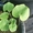 108 x WASABI PLANTS sadzonki sushi plant pflanze japan farm - <ro>Изображение</ro><ru>Изображение</ru> #3, <ru>Объявление</ru> #1701338
