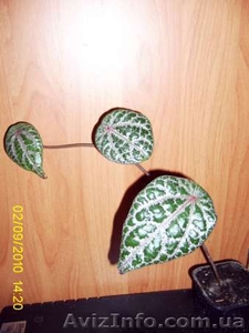 разные экзотические растения - <ro>Изображение</ro><ru>Изображение</ru> #1, <ru>Объявление</ru> #75143