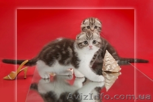 Шотландские котята - scotish  fold- окрас шоколадный мраморный    - <ro>Изображение</ro><ru>Изображение</ru> #1, <ru>Объявление</ru> #189307
