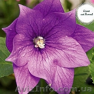 Семена комнатных красиво цветущих,  и хищных растений