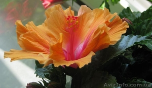 Сортовые гибискусы