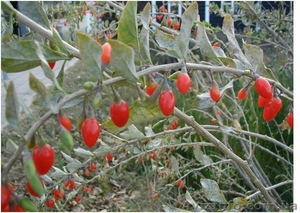 Продам Ягодки Годжи