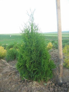   Хвойни декоративные деревя и кусты для  озеленения - <ro>Изображение</ro><ru>Изображение</ru> #6, <ru>Объявление</ru> #63950