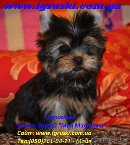Элитные щеночки йоркширского терьера питомник Моя Малютка