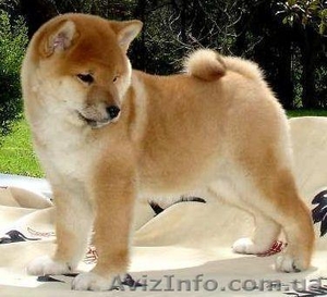 Акита-ину - порода,  