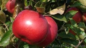 Оптом яблоки от польского производителя - <ro>Изображение</ro><ru>Изображение</ru> #1, <ru>Объявление</ru> #972833