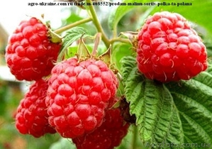 Продаю саджанці малини високоурожайної - <ro>Изображение</ro><ru>Изображение</ru> #1, <ru>Объявление</ru> #1346819