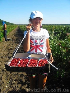  В Польшу нужны сборщики малины - <ro>Изображение</ro><ru>Изображение</ru> #3, <ru>Объявление</ru> #1477535