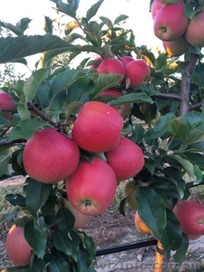 Продам яблоки зимних сортов - <ro>Изображение</ro><ru>Изображение</ru> #1, <ru>Объявление</ru> #1483574