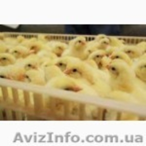 бройлер кобб 500,  отличный ростт