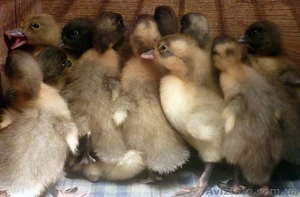 утята голубой фаворит