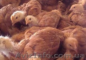 подрощенные цыплята