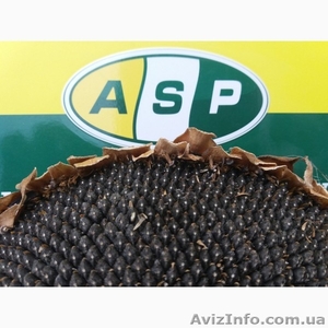 семена подсолнечника Бенето,  Жалон,  Лейла