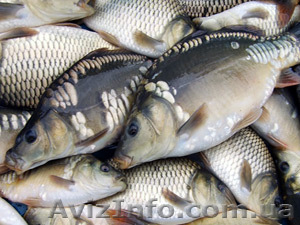 Продам речную рыбу оптом - <ro>Изображение</ro><ru>Изображение</ru> #1, <ru>Объявление</ru> #1637464