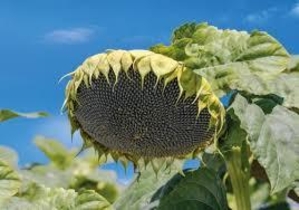 насіння соняшнику гібрид Карат