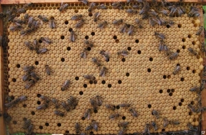 Продам пчелиную семью с ульем - <ro>Изображение</ro><ru>Изображение</ru> #2, <ru>Объявление</ru> #1654994
