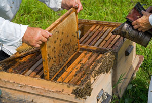 Продам пчелиную семью с ульем - <ro>Изображение</ro><ru>Изображение</ru> #1, <ru>Объявление</ru> #1654994