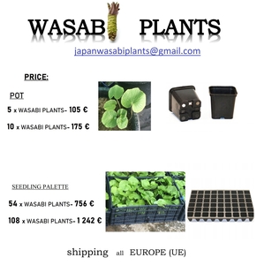 108 x WASABI PLANTS sadzonki sushi plant pflanze japan farm - <ro>Изображение</ro><ru>Изображение</ru> #2, <ru>Объявление</ru> #1701338