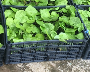 54 x WASABI PLANTS sadzonki sushi plant pflanze japan farm seed