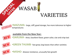 108 x WASABI PLANTS sadzonki sushi plant pflanze japan farm - <ro>Изображение</ro><ru>Изображение</ru> #4, <ru>Объявление</ru> #1701338