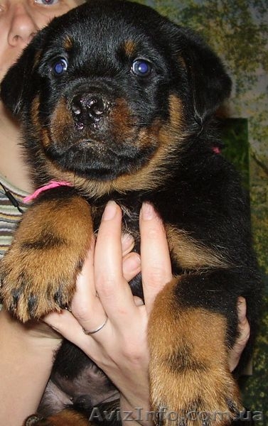 Ротвейлер.щенки - <ro>Изображение</ro><ru>Изображение</ru> #2, <ru>Объявление</ru> #1920