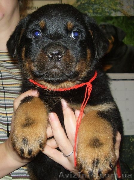 Ротвейлер.щенки - <ro>Изображение</ro><ru>Изображение</ru> #3, <ru>Объявление</ru> #1920