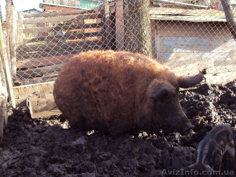 Травоядные свиньи - <ro>Изображение</ro><ru>Изображение</ru> #3, <ru>Объявление</ru> #8472