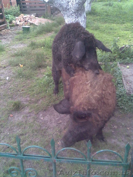 Травоядные свиньи - <ro>Изображение</ro><ru>Изображение</ru> #2, <ru>Объявление</ru> #8472