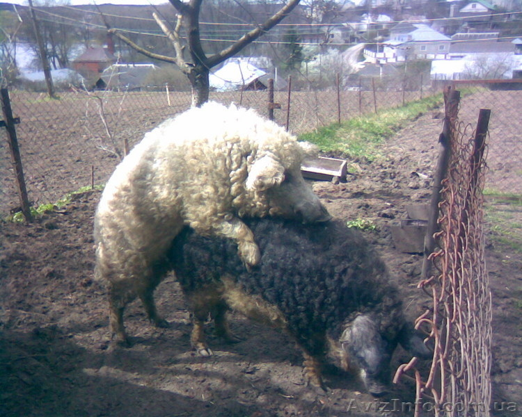 Травоядные свиньи - <ro>Изображение</ro><ru>Изображение</ru> #4, <ru>Объявление</ru> #8472