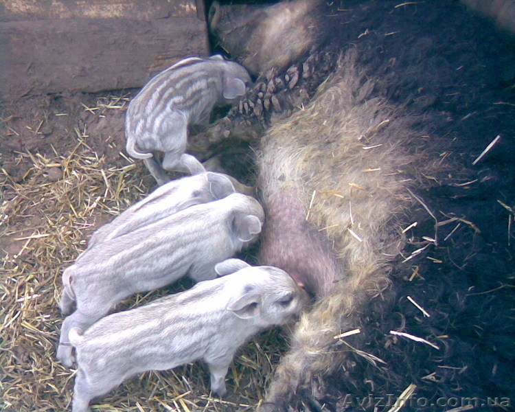 Травоядные свиньи - <ro>Изображение</ro><ru>Изображение</ru> #1, <ru>Объявление</ru> #8472