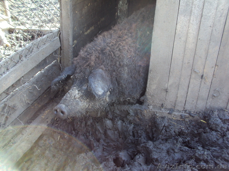 Травоядные свиньи мангалица - <ro>Изображение</ro><ru>Изображение</ru> #2, <ru>Объявление</ru> #32691