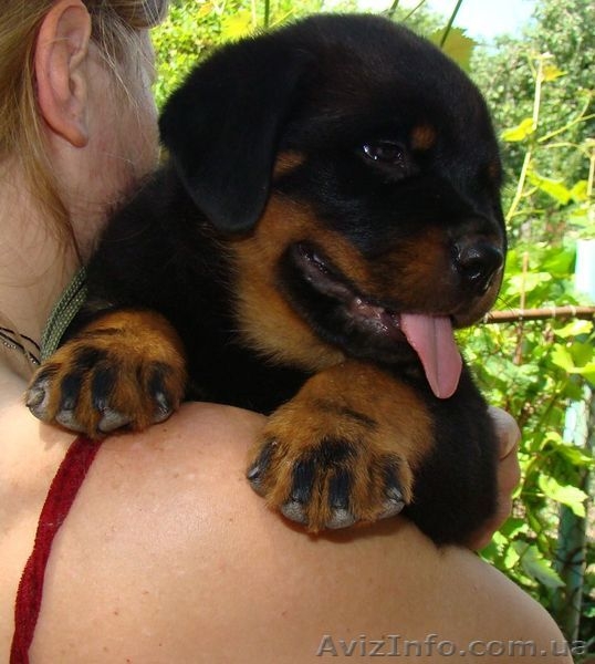  щенки ротвейлера - <ro>Изображение</ro><ru>Изображение</ru> #2, <ru>Объявление</ru> #44812