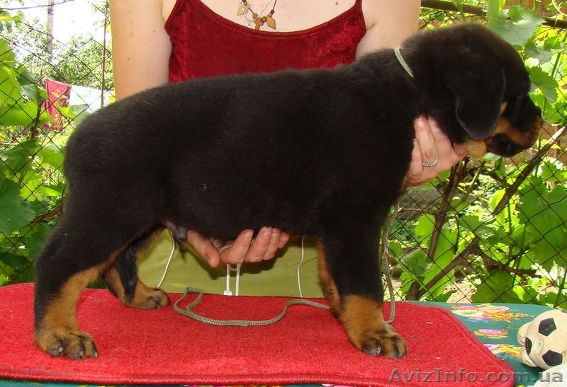  щенки ротвейлера - <ro>Изображение</ro><ru>Изображение</ru> #3, <ru>Объявление</ru> #44812