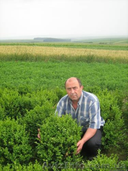 Хвойные декоративные деревя и кусты для  озеленения - <ro>Изображение</ro><ru>Изображение</ru> #1, <ru>Объявление</ru> #65020