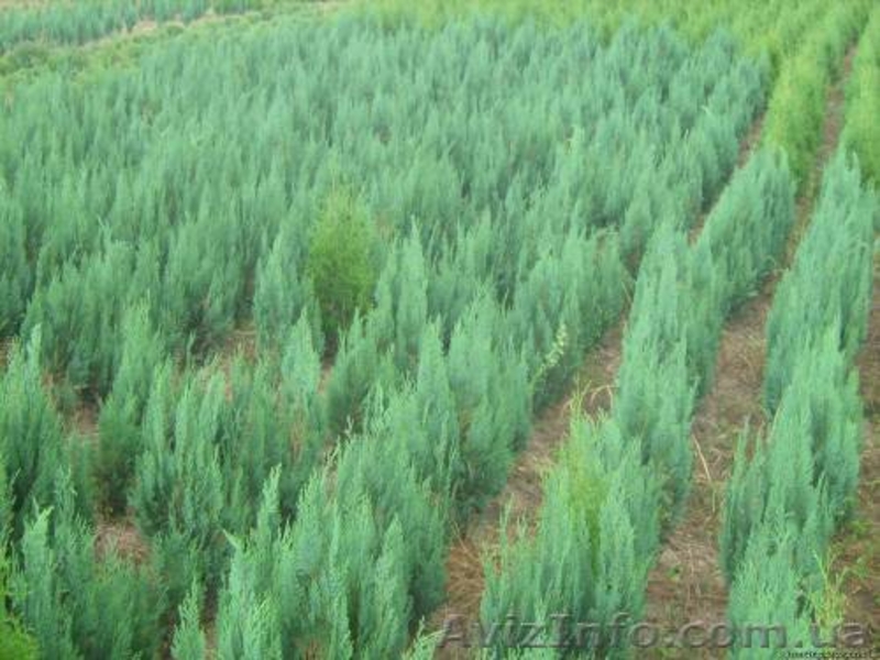 Хвойные декоративные деревя и кусты для  озеленения - <ro>Изображение</ro><ru>Изображение</ru> #3, <ru>Объявление</ru> #65020