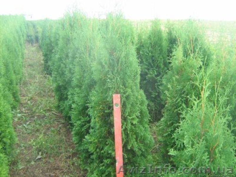 Хвойные декоративные деревя и кусты для  озеленения - <ro>Изображение</ro><ru>Изображение</ru> #4, <ru>Объявление</ru> #65020