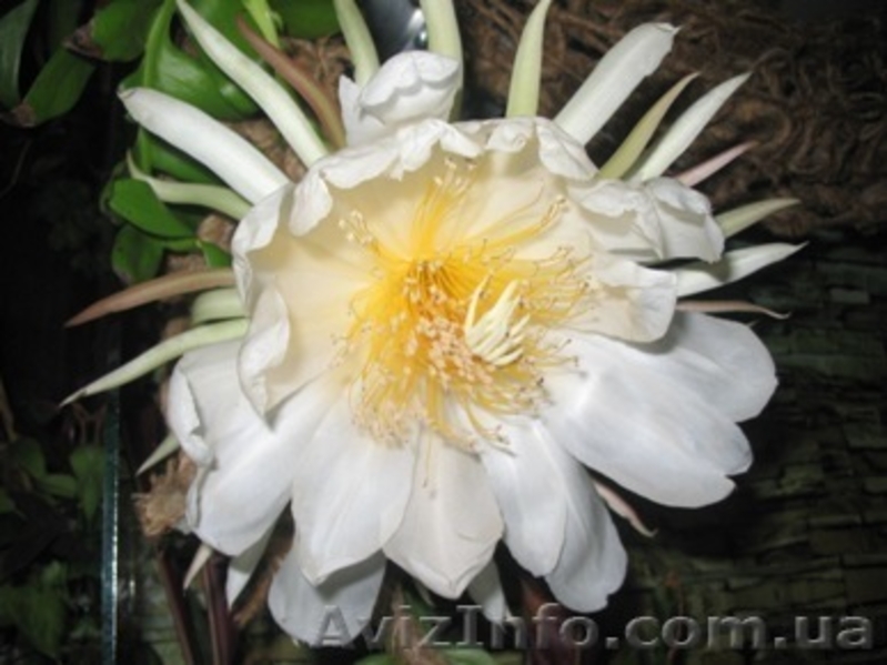 разные экзотические растения - <ro>Изображение</ro><ru>Изображение</ru> #5, <ru>Объявление</ru> #75143