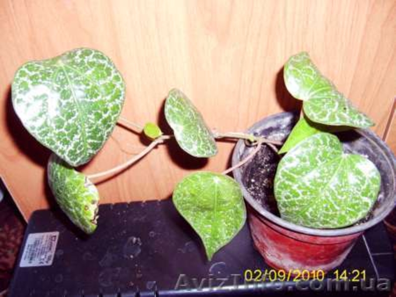 разные экзотические растения - <ro>Изображение</ro><ru>Изображение</ru> #3, <ru>Объявление</ru> #75143