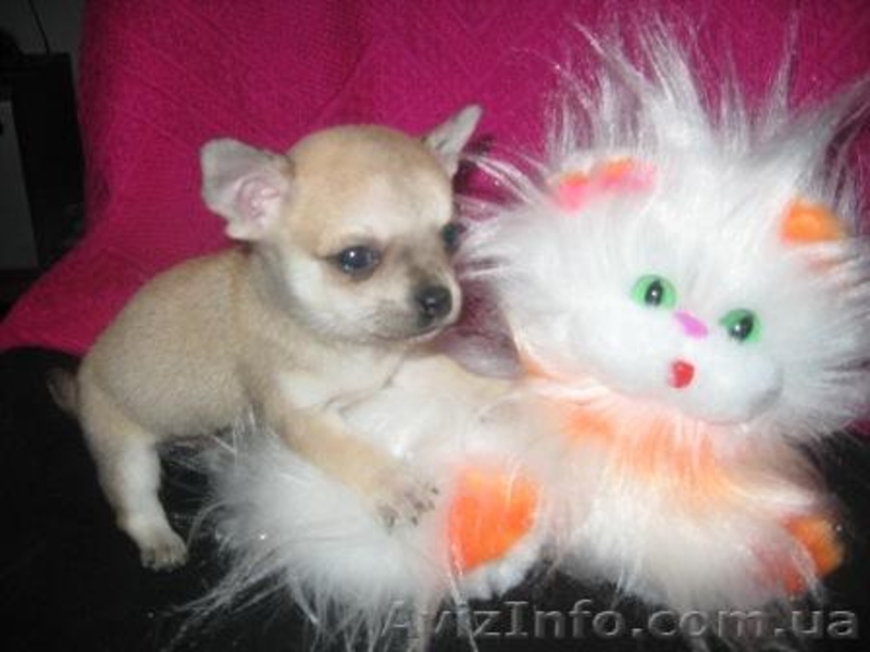 Чихуахуа/КСУ/ Доставка - <ro>Изображение</ro><ru>Изображение</ru> #3, <ru>Объявление</ru> #135188