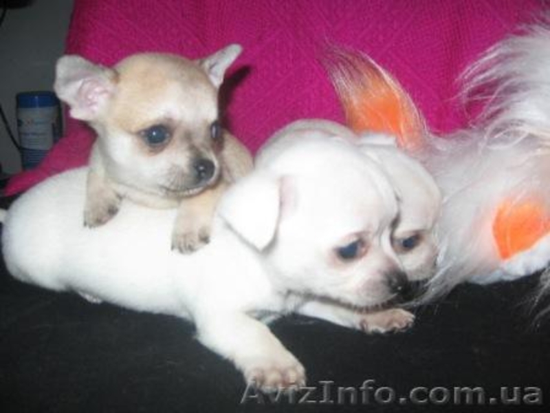 Чихуахуа/КСУ/ Доставка - <ro>Изображение</ro><ru>Изображение</ru> #2, <ru>Объявление</ru> #135188