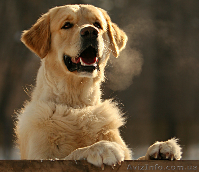 Кобель Золотистого ретривера для племенного использования Украина, г.Тернополь   - <ro>Изображение</ro><ru>Изображение</ru> #1, <ru>Объявление</ru> #168553