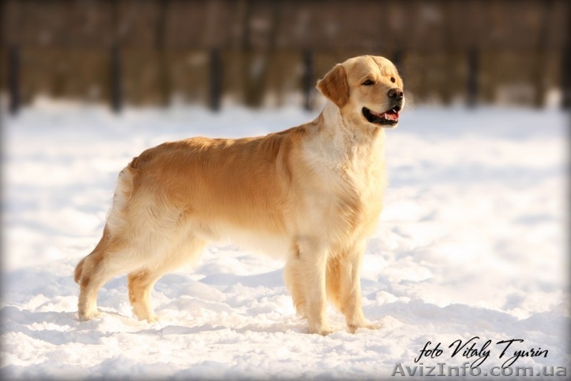 Кобель Золотистого ретривера для племенного использования Украина, г.Тернополь   - <ro>Изображение</ro><ru>Изображение</ru> #2, <ru>Объявление</ru> #168553
