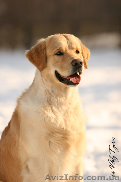 Кобель Золотистого ретривера для племенного использования Украина, г.Тернополь   - <ro>Изображение</ro><ru>Изображение</ru> #3, <ru>Объявление</ru> #168553